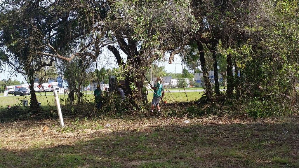 Brush Clearing